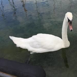 Meet your Posher, Robin